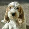 Petite Basset Griffon