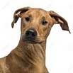 Rhodesian Ridgeback