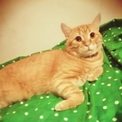 Sarman