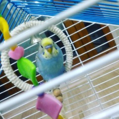Aristo