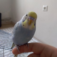 Aristo