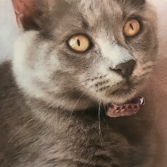 Sylvester