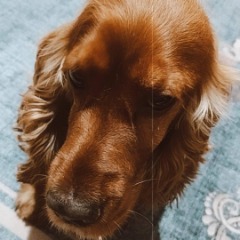 Kaju 