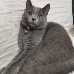 Bella