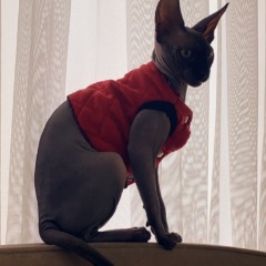 Ares 