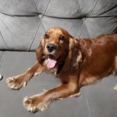ARES