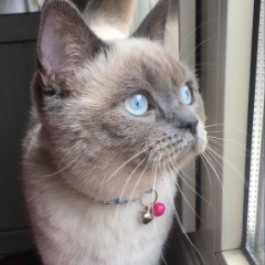 Maya