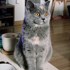 Ayla