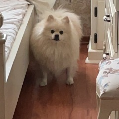 Zeus