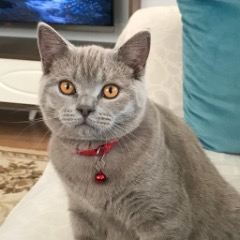 Atlas 