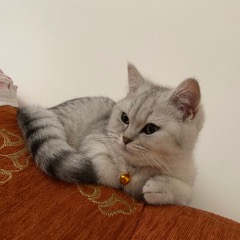 BULUT