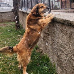 Şerafettin