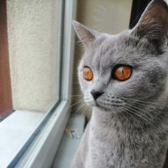 Ciko