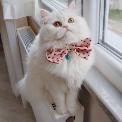 Pixel