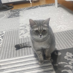 Gümüş  