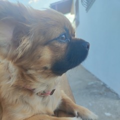 Berfo