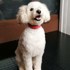 Bubu