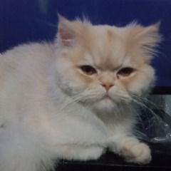 Bulut