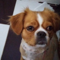 Lusi 