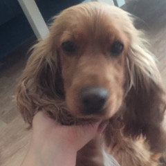 Mia