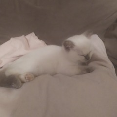 kedi bakicisi ariyorsaniz kedi