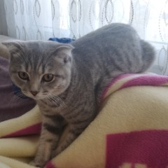 Paşa