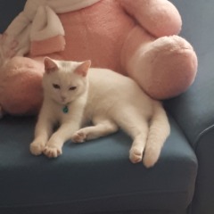 Pamuk