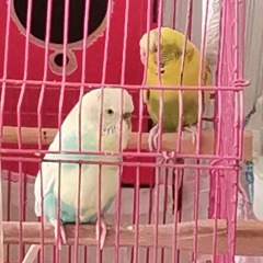 Limon 