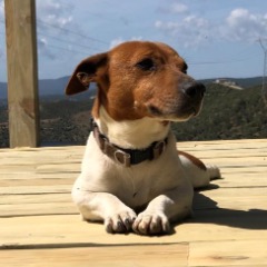 Marko