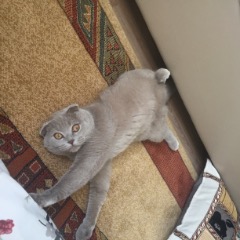 Hera