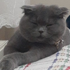Duman