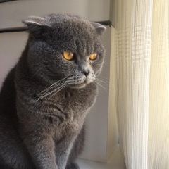 Duman