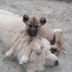 Nazar 