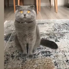 Smokey