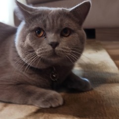 Leo