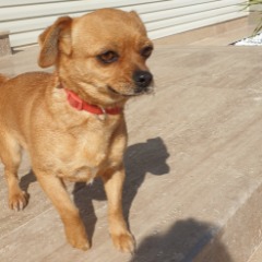 Suzi 