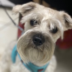 Floki