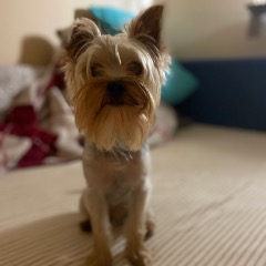 Romeo