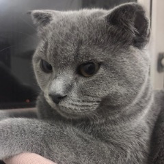 Sis
