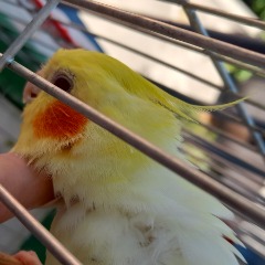 Limon 