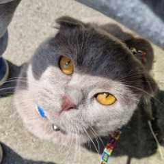 Mia 