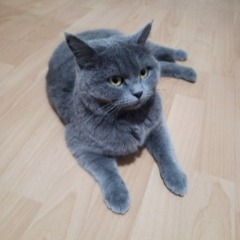 Mika 