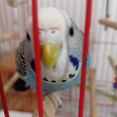 Boncuk 