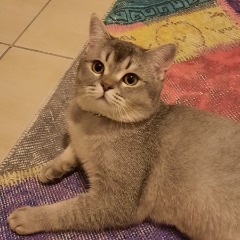 Leo