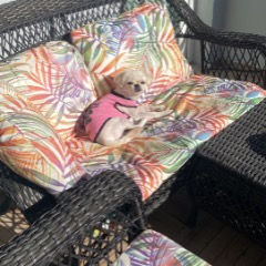 Lila