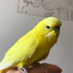 Limon