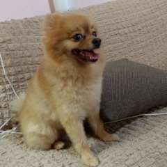 Bobii 