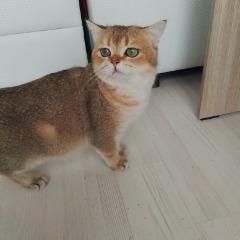 Carlos