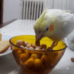 Cadı 