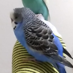 Cafer
